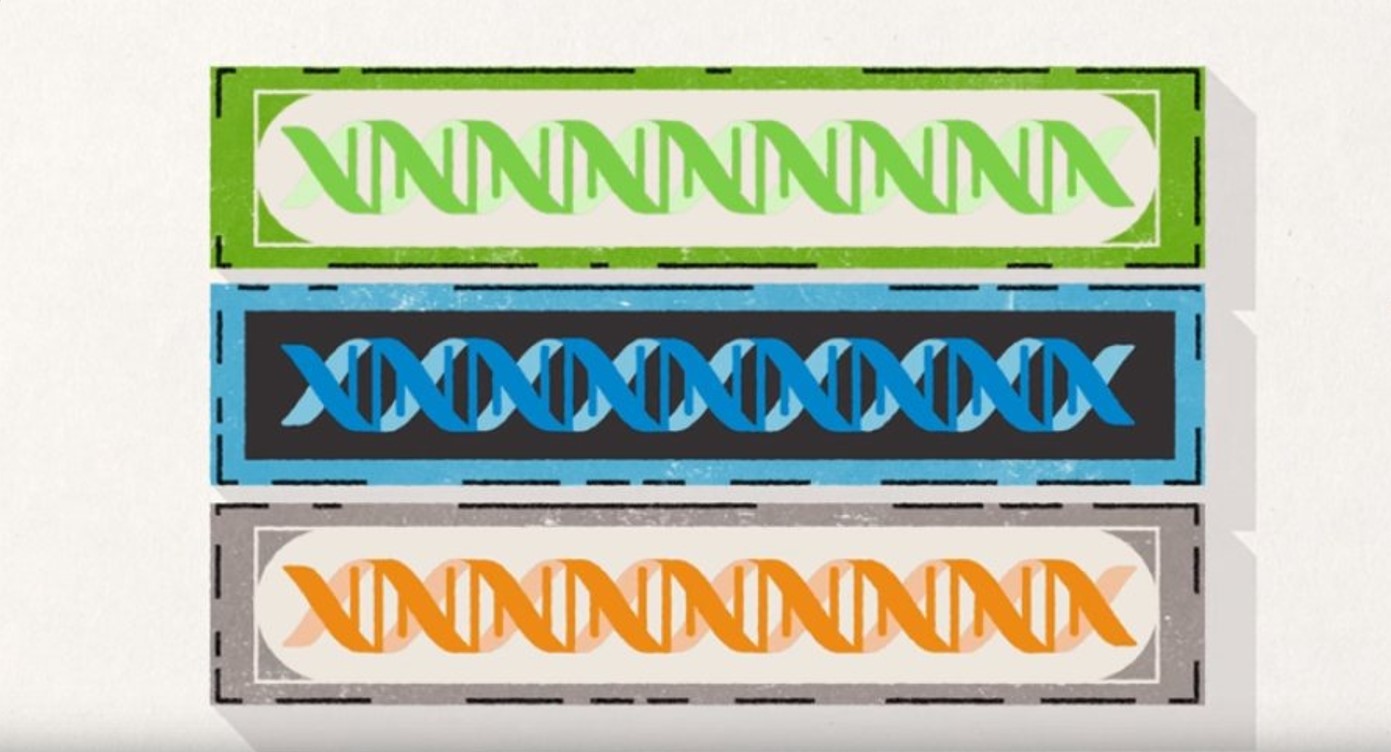 Combining Methods of Gene Editing for Applications in Biotechnology